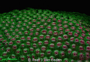 The Coral Garden. Sodwana Bay, KZN, South Africa by Peet J Van Eeden 